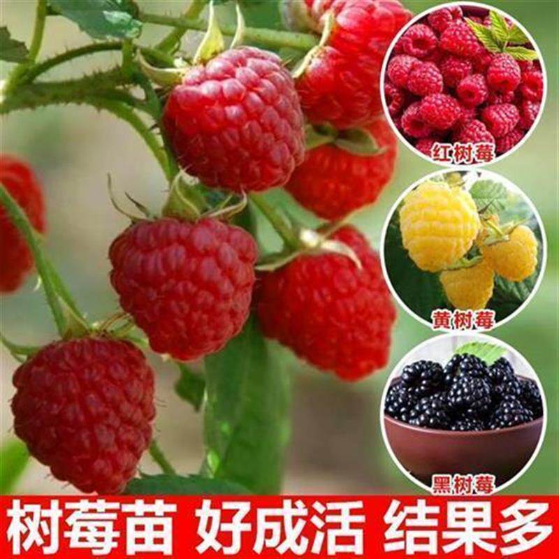 红树莓果树苗覆盆子桑树包邮四季室内当年结果树莓苗盆栽黑梅树苗
