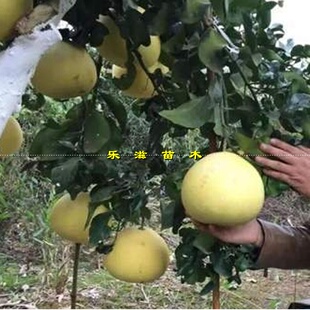 水蜜柚 白肉柚子纯甜无酸高耐寒柚大果柚湖南果苗基地直销
