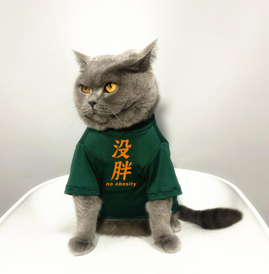 宠物猫咪比熊小型小狗衣服猫咪衣服卫衣春夏短袖防掉毛文字款没胖