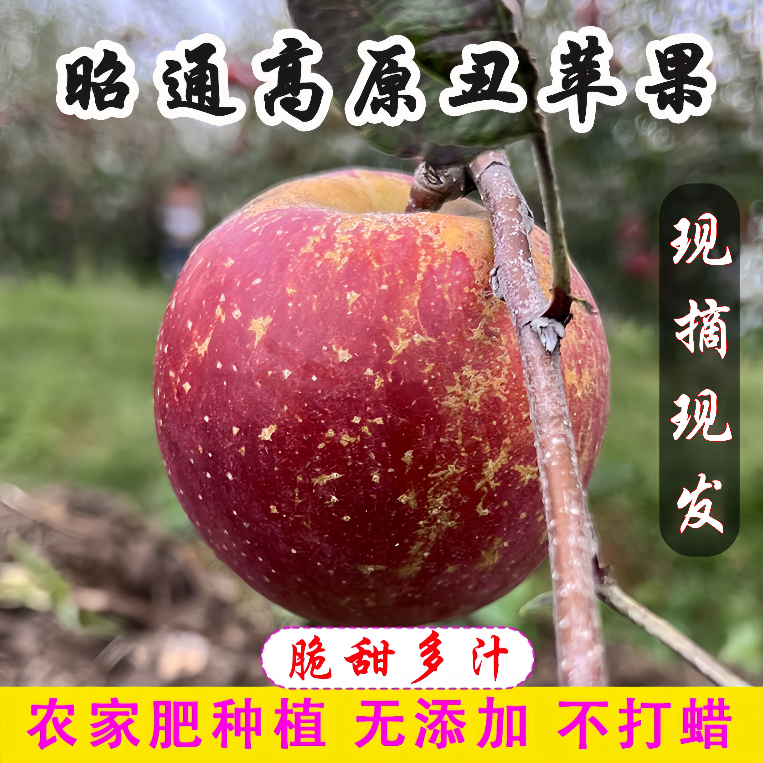 2026云南昭通丑苹果新鲜水果2001苹果脆甜多汁红富士5/9斤装包邮
