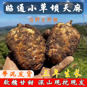 云南昭通小草坝天麻新鲜当季现挖仿野生级正品1斤/3斤/5斤装包邮