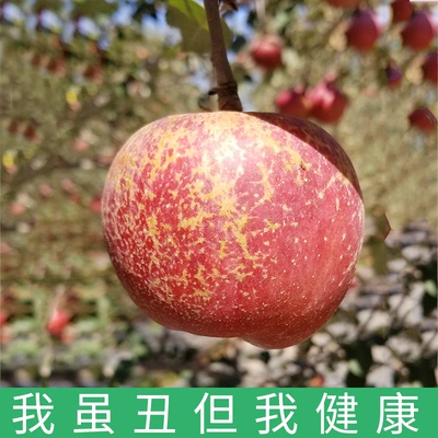 双11福利]云南昭通丑苹果当季新鲜水果苹果脆甜多汁红富士9斤包邮