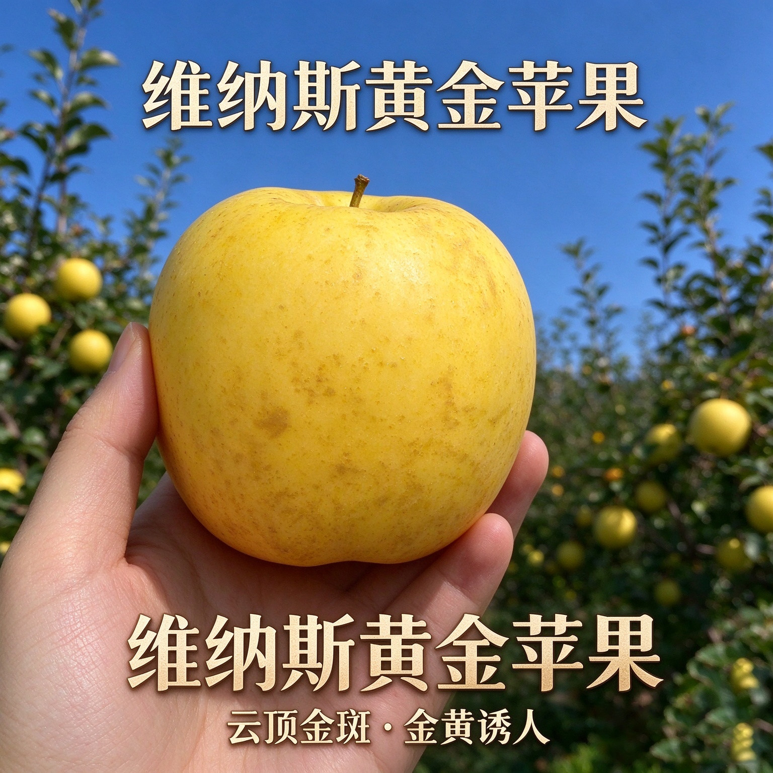 【顺丰】维纳斯黄金苹果金斑果肉细腻多汁脆甜当季新鲜水果4斤装