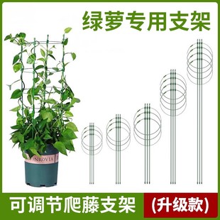 绿萝专用花架子铁艺杆防倒阳台保温藤本植物爬藤攀爬蟹爪兰支撑杆