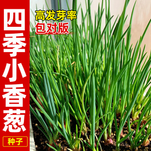 红葱头种四季小香葱种头正宗广东四川红葱头葱种子籽本地火葱批发