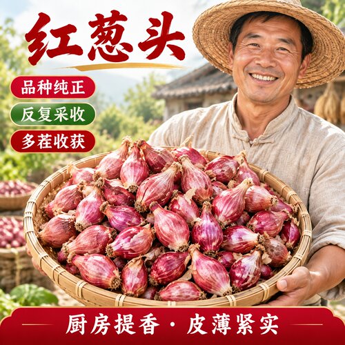 红葱头干葱头小香葱种子