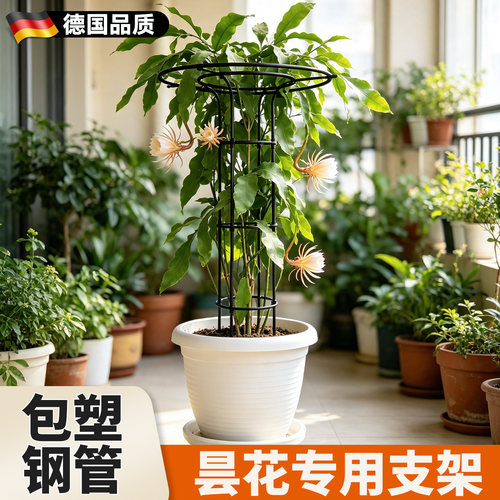 昙花专用支架庭院花卉植物支撑架