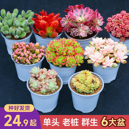 【小王子直播】6颗造型老桩大尺寸多肉植物套餐花卉云南基地直发