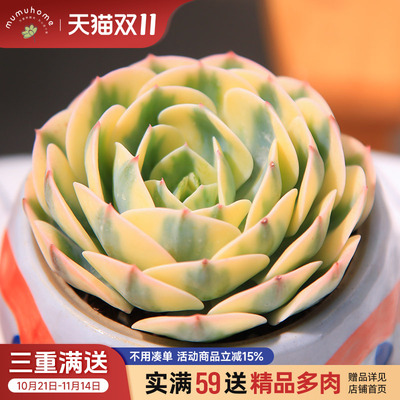 MUMUHOME玉蝶锦多肉植物贵货品种桌面盆栽好养绿植稀有品种花卉