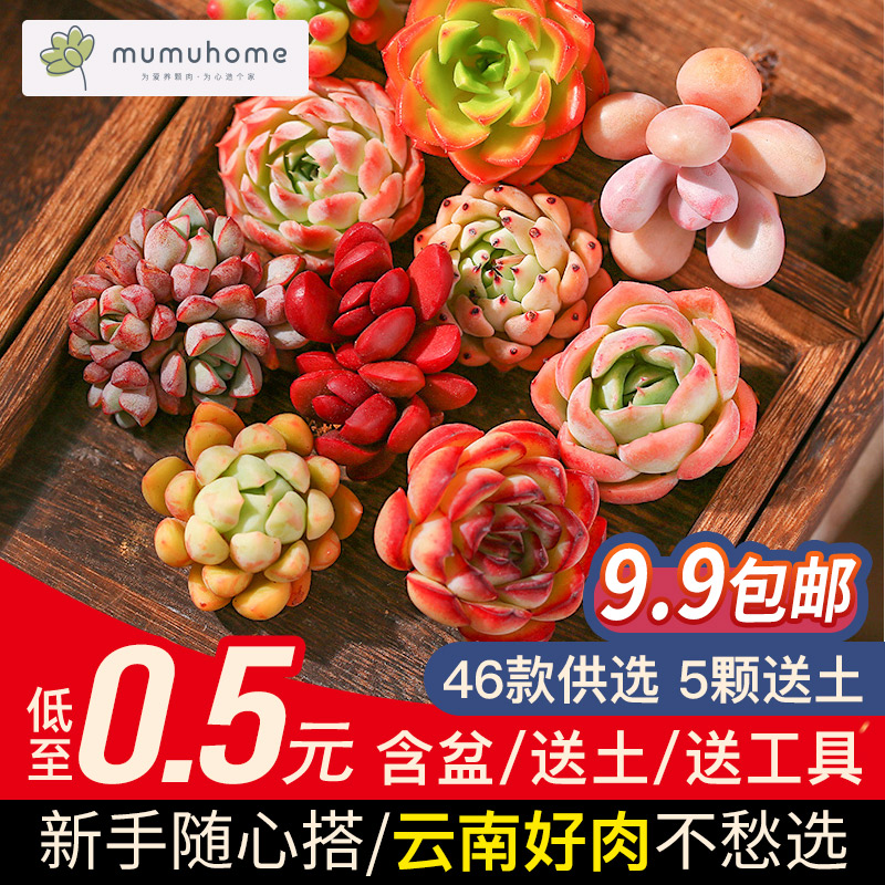 多肉植物花盆价格 多肉植物花盆图片 星期三