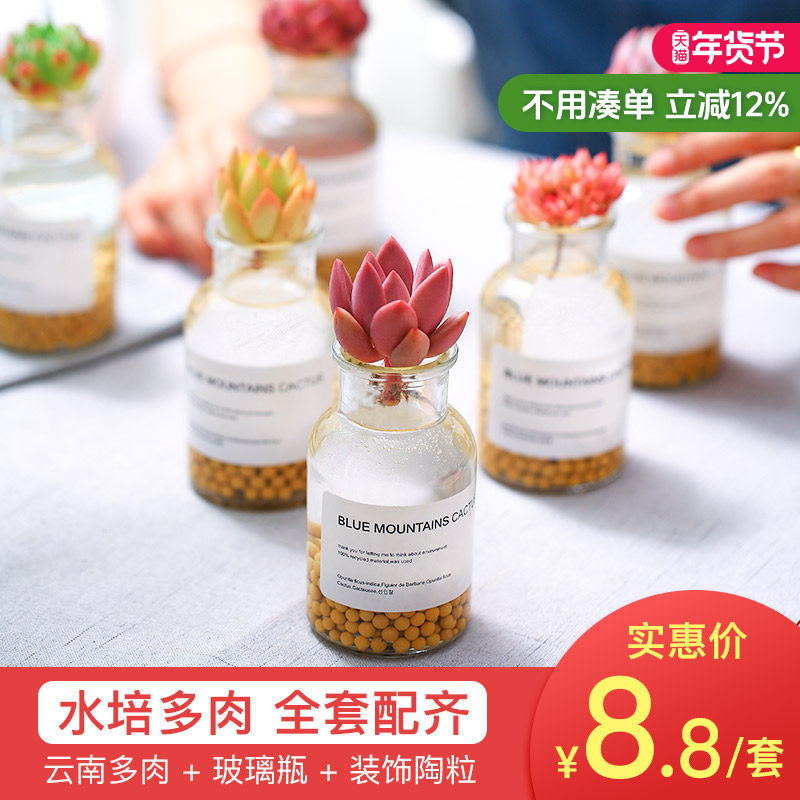MuMuHome多肉植物水培组合盆栽水养肉肉植物懒人易养水培套餐,鲜花速递/花卉仿真/绿植园艺,多肉植物,淘宝优惠券,粉丝福利购,淘宝优惠卷