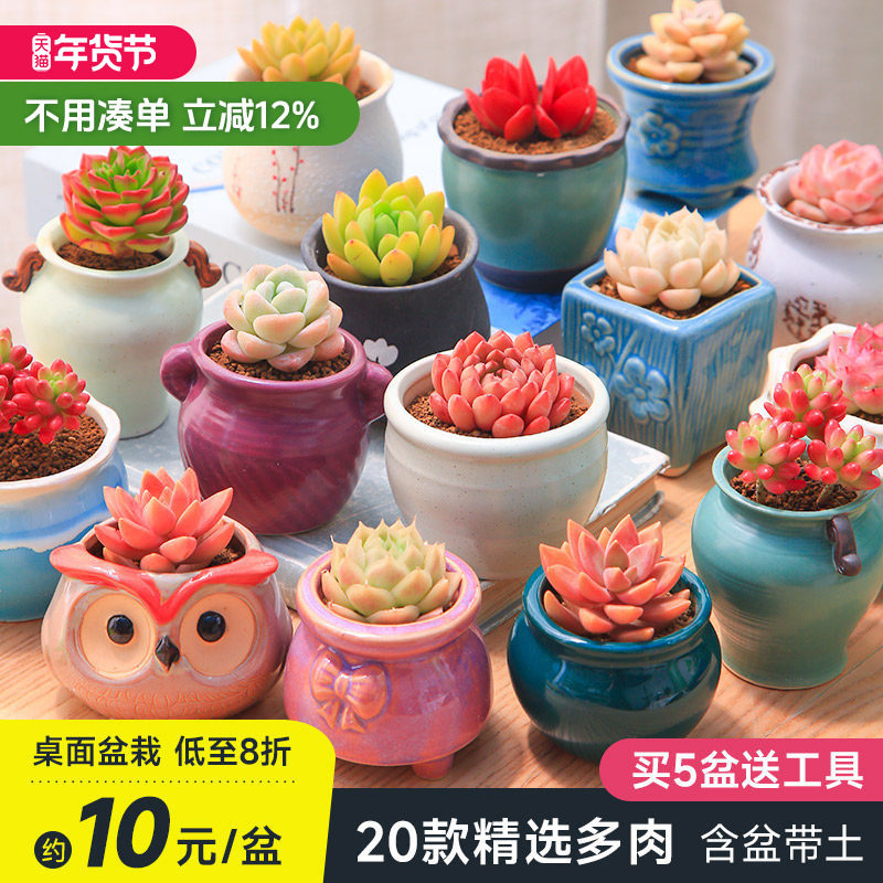 多肉植物花盆套装组合盆栽绿植花卉室内多肉开学小盆栽包邮幼儿园,鲜花速递/花卉仿真/绿植园艺,多肉植物,淘宝优惠券,粉丝福利购,淘宝优惠卷