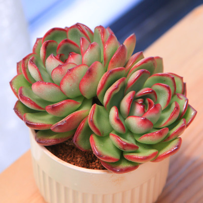 万宝龙好养多肉植物懒人花卉