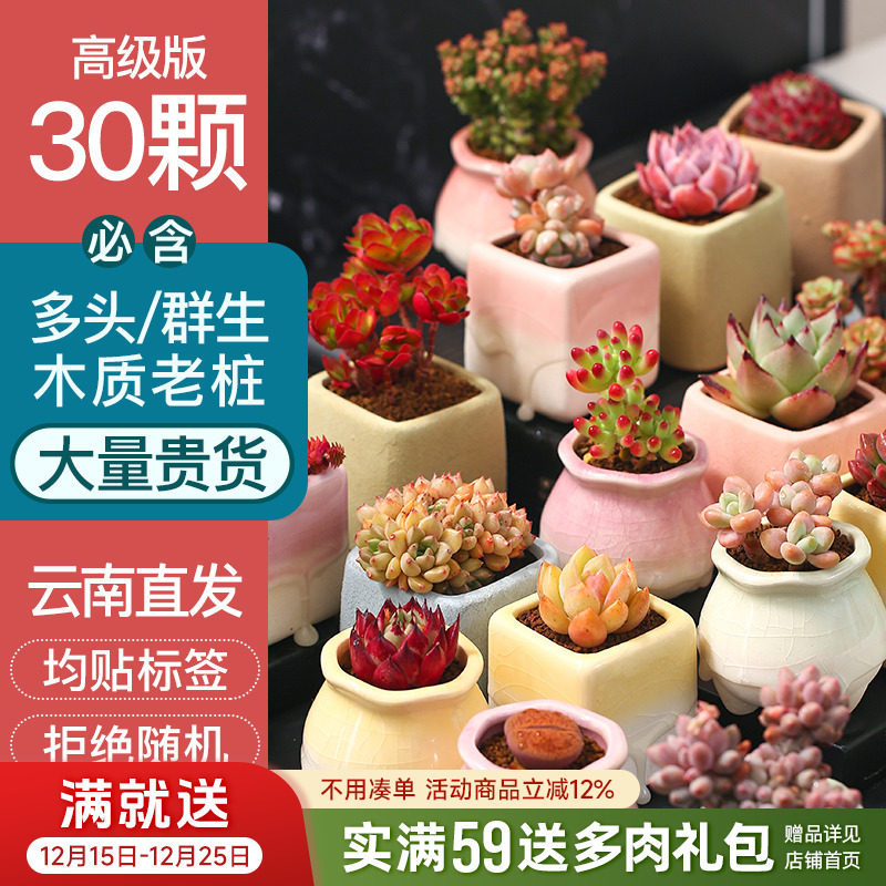 多肉植物组合套餐肉肉植物室内花卉植物盆栽多肉花盆云南基地直发