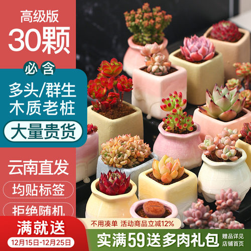 组合精养多肉植物多头老桩室内