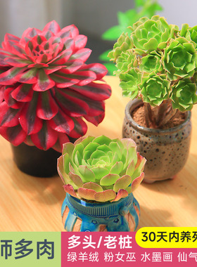 法师多头老桩绿羊绒多年生好养精品大颗阳台多肉植物好养花卉