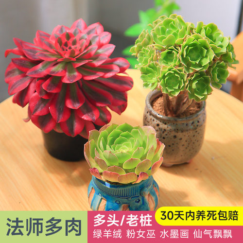 法师多头老桩绿羊绒多年生好养精品大颗阳台多肉植物好养花卉