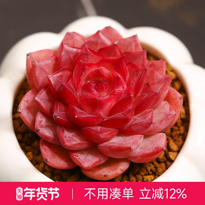 MUMUHOME海血姬黑暗纹系多肉植物室内云南精品全状态果冻色,鲜花速递/花卉仿真/绿植园艺,多肉植物,淘宝优惠券,粉丝福利购,淘宝优惠卷