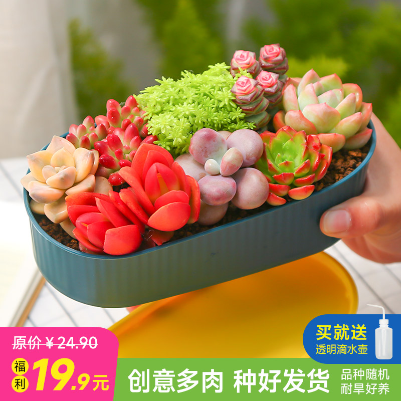 多肉植物新手套餐桌面办公室组合带盆种好发送礼盆栽云南基地直发