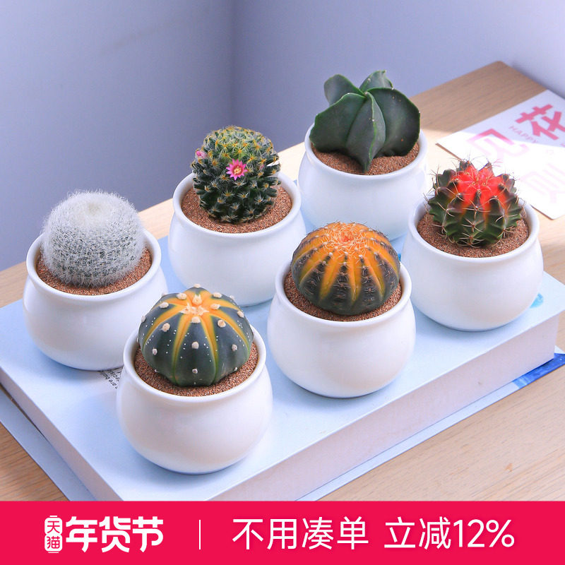 仙人球多肉植物仙人掌组合肉肉桌面小盆栽懒人花卉新手入门花卉,鲜花速递/花卉仿真/绿植园艺,多肉植物,淘宝优惠券,粉丝福利购,淘宝优惠卷
