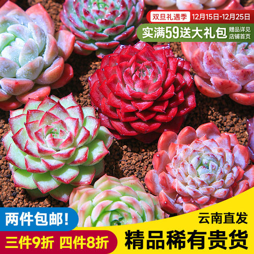 MUMUHOME多肉植物组合小盆栽