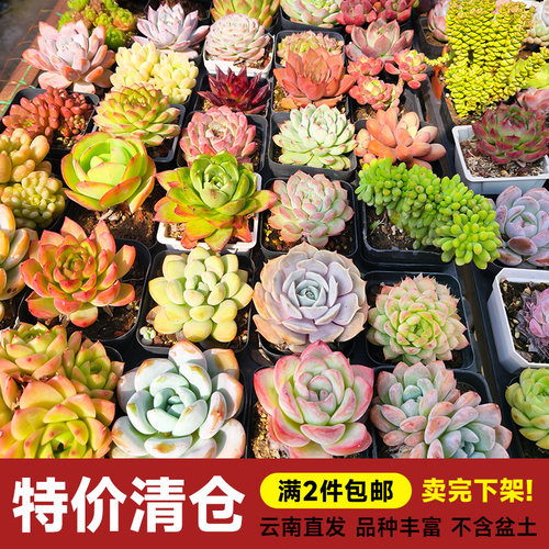 绿植云南新手多肉植物2件包邮
