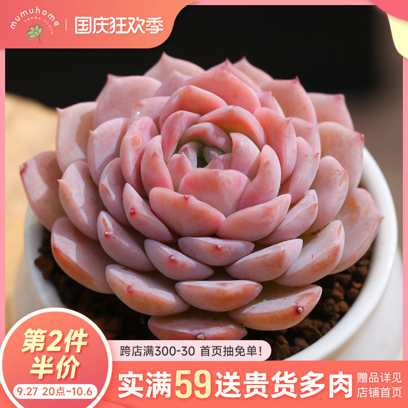 恩宠多肉植物室内阳台花卉绿植盆栽云南直发不含花盆