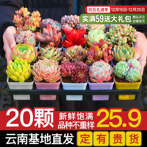 云南多肉植物新手组合套餐绿植