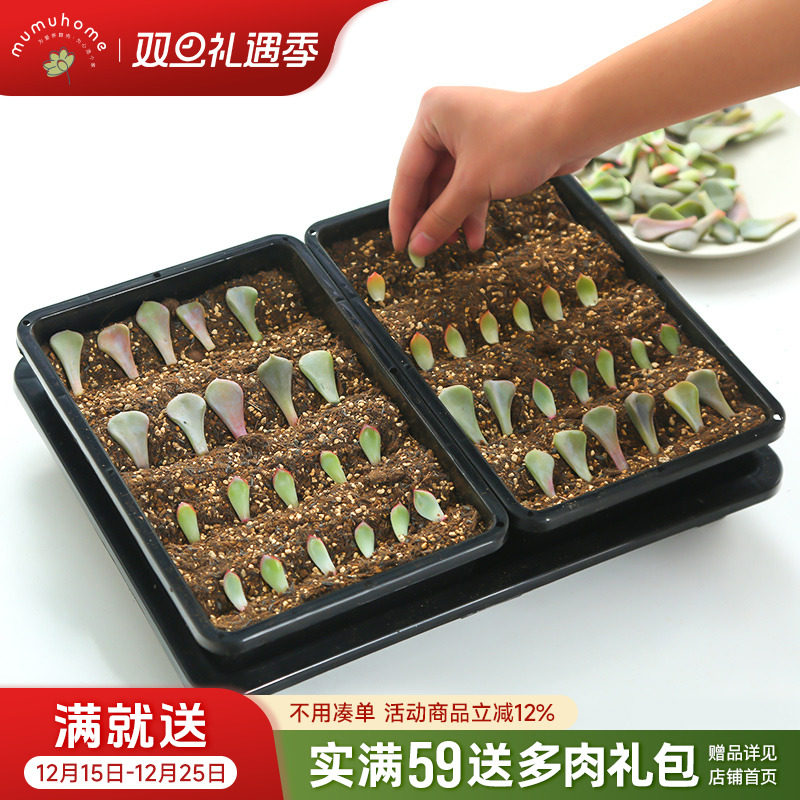 mumuhome多肉植物叶插组合套餐含