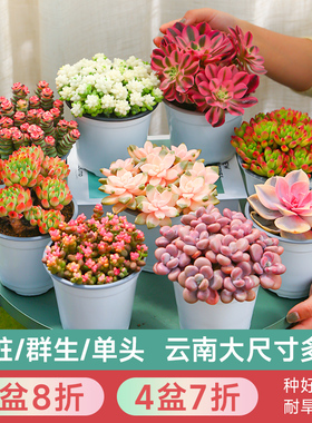 云南直发多肉植物组合盆栽大株肉肉植物花卉盆栽含盆带土种好发货