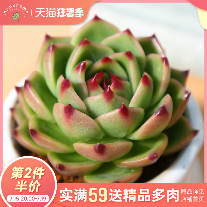 【新品上新】蓝龙精品多肉办公室阳台园艺盆栽花卉庭院多肉盆景