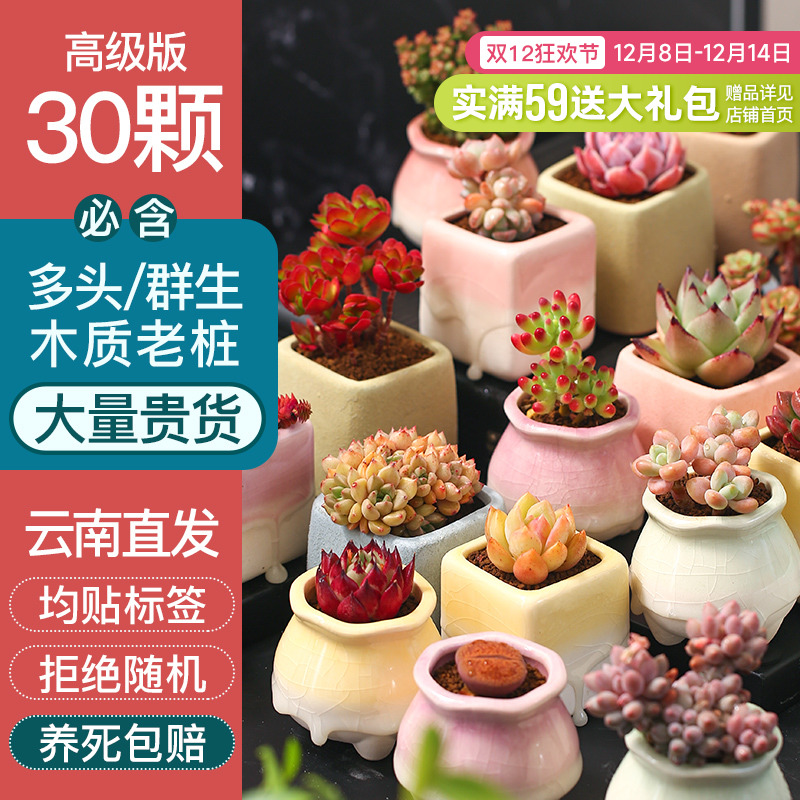 多肉植物组合套餐肉肉植物室内花卉植物盆栽多肉花盆云南基地直发
