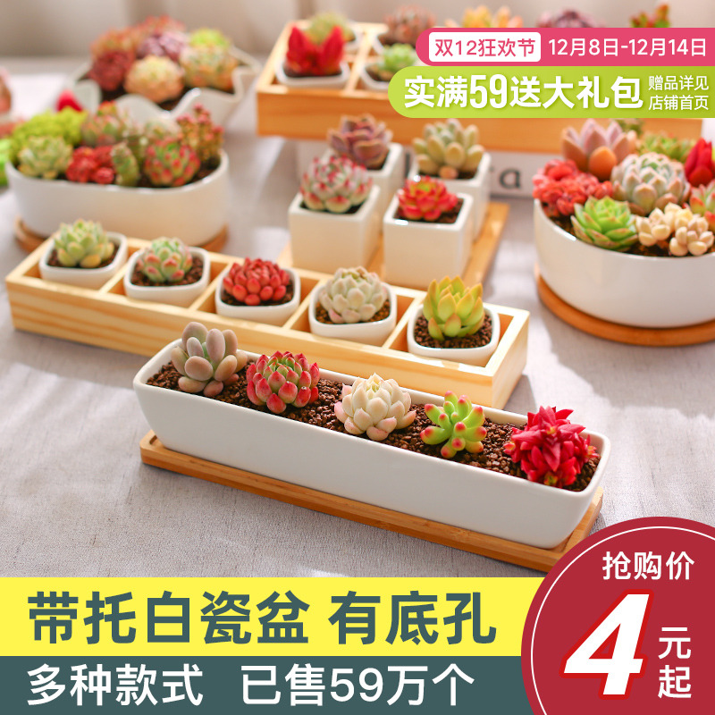 云南直发肉肉简约风长方形花盆