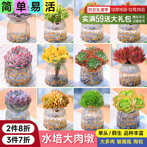 大尺寸水培多肉植物套餐