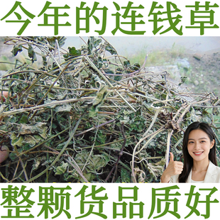 徐草堂连钱草透骨消中药材铜钱草金钱草金钱薄荷落地金钱今年新货