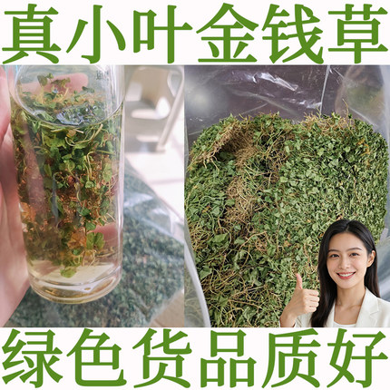 徐草堂小叶金钱草金钱草野生四川小叶金钱草野生马蹄金小叶金钱草