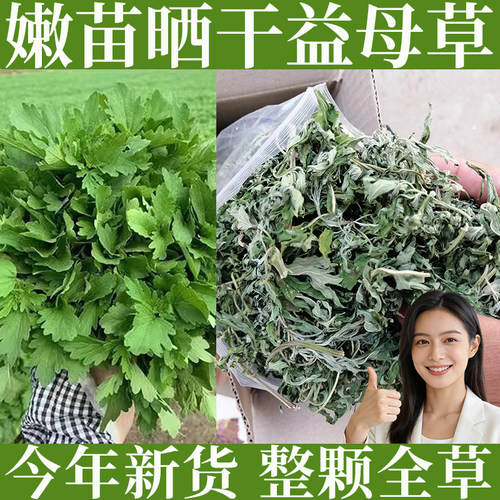 徐草堂益母草白花益母草童子益母草嫩苗全草晒干益母草今年新货