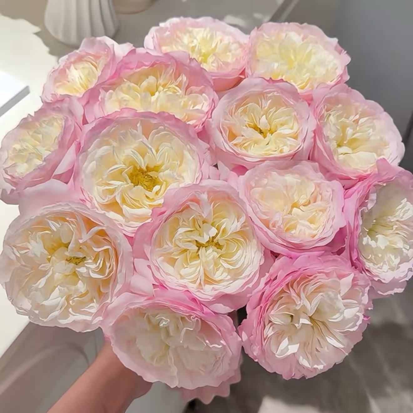凯拉 奥斯汀切花玫瑰 月季花苗 白色粉边颜色因日照变化带土发货