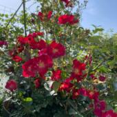 耐寒天鹅绒地毯月季 耐高温开花机器花期长低维护庭院地被月季 花