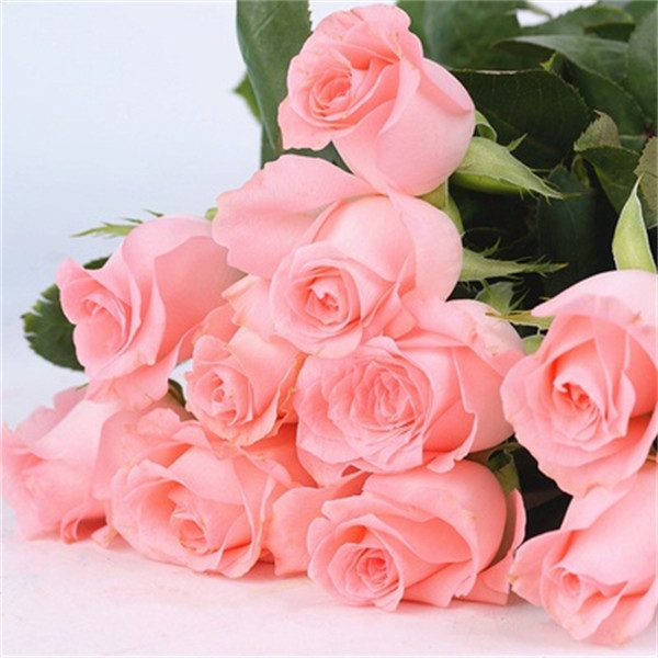 戴安娜月季扦插花苗大花切花 欧月带土发货阳台绿植盆栽,鲜花速递/花卉仿真/绿植园艺,月季/蔷薇/玫瑰,淘宝优惠券,粉丝福利购,淘宝优惠卷