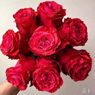 帝王进口切花玫瑰大花多季开花庭院阳台盆栽灌木直立勤花抗病耐开