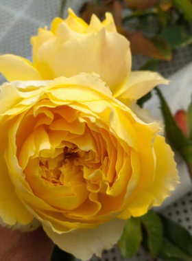 阳光笑容月季黄色大花耐热耐雨淋抗病强微香花期长阳台庭院盆栽苗