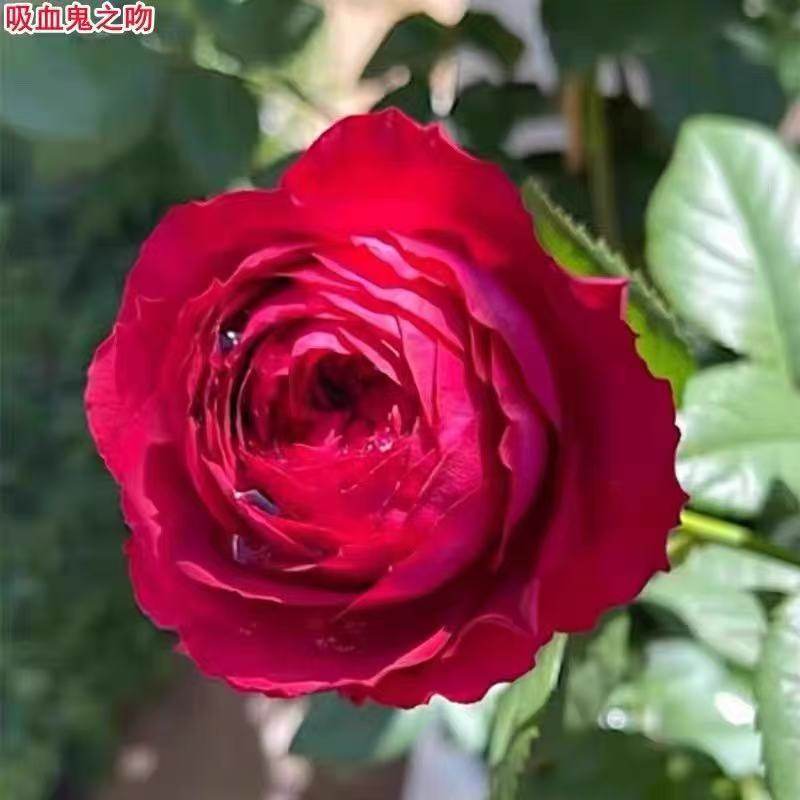 吸血鬼之吻月季红色波浪边灌木庭院阳台盆栽耐旱耐寒抗病多季开花
