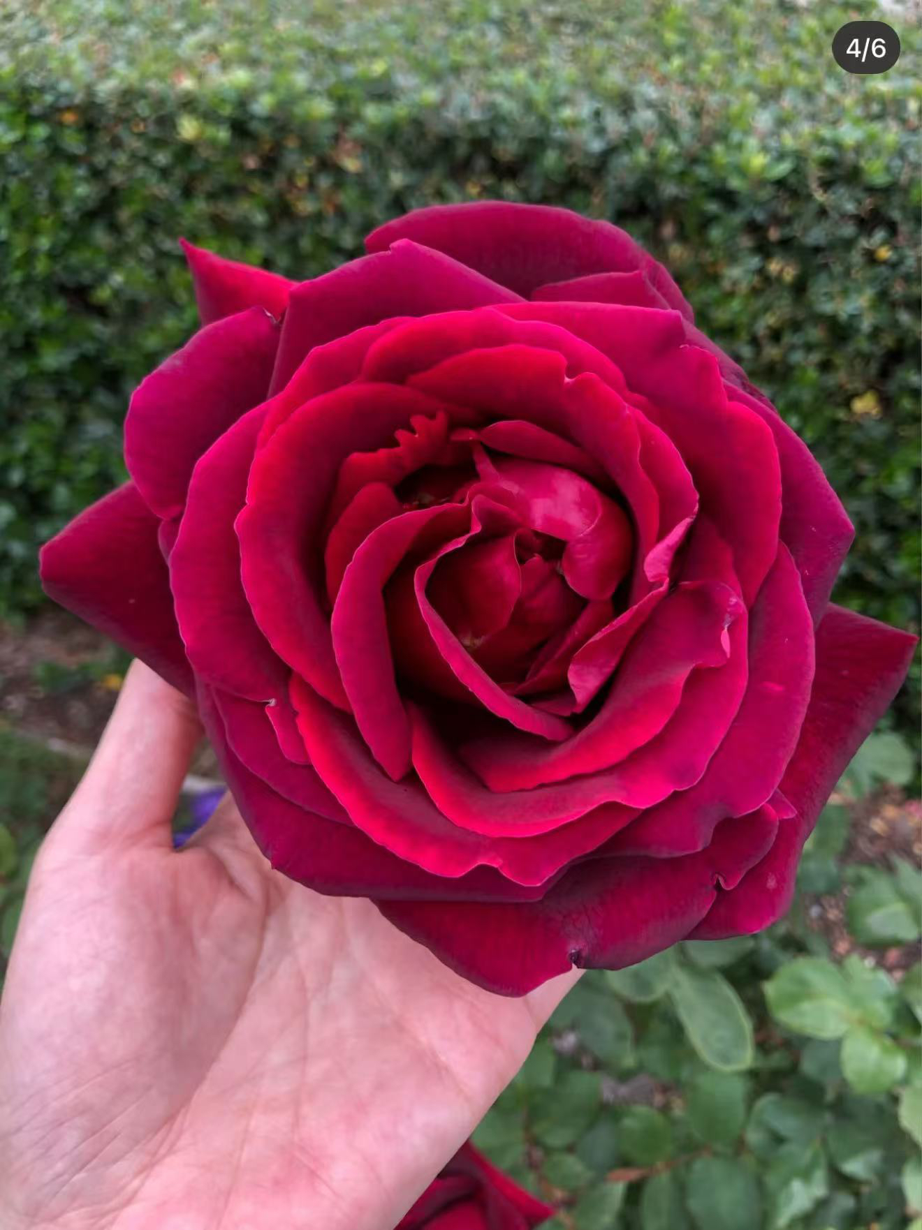 林肯先生 庭院阳台盆栽观花植物花卉 茶香月季花苗多季开花