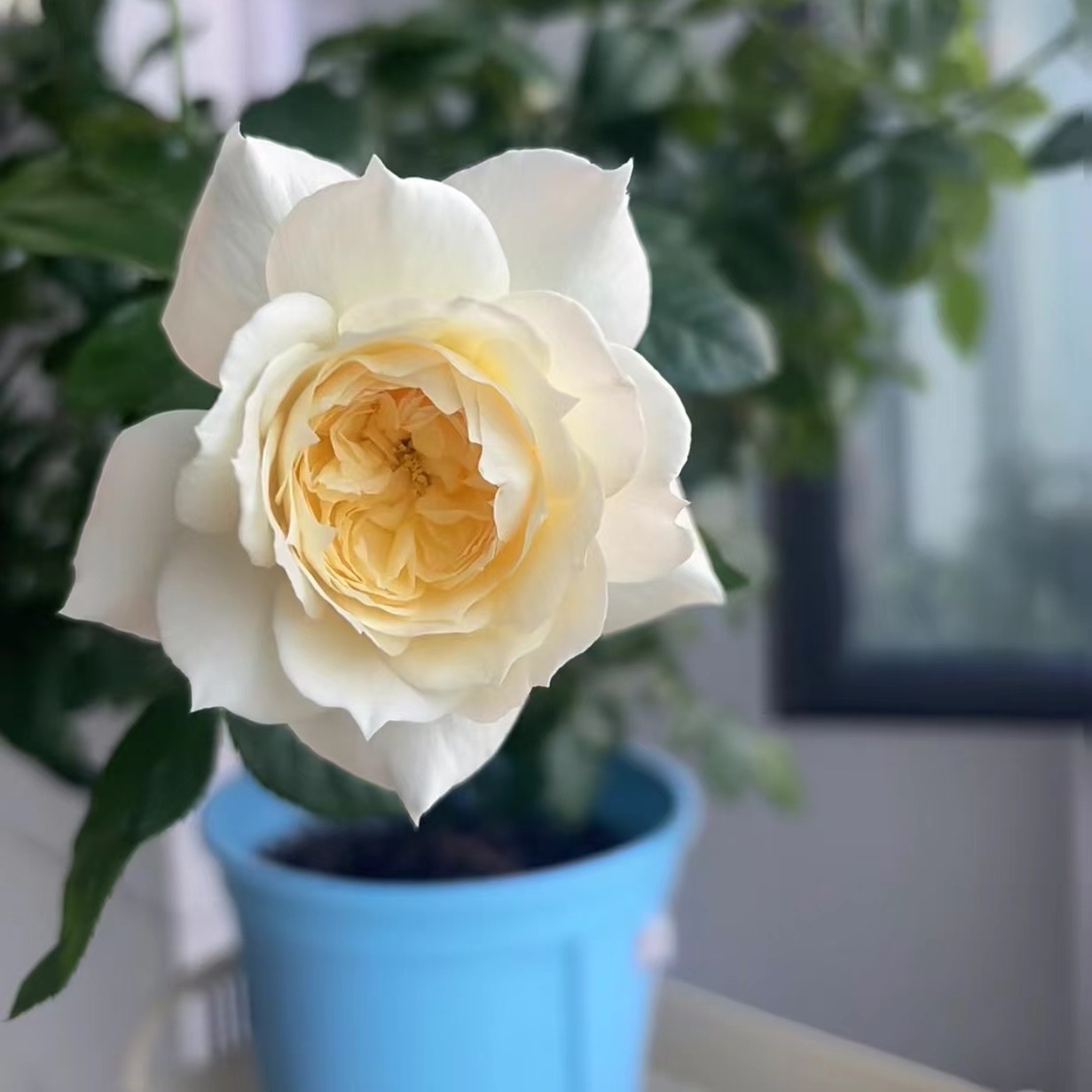 【柴可夫斯基】藤本月季花系列大花浓香多季开花盆栽庭院花卉