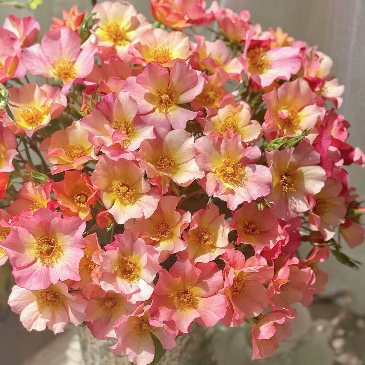 低维护月季【美丽日出】勤花耐开花期久长势快阳台盆栽庭院种植