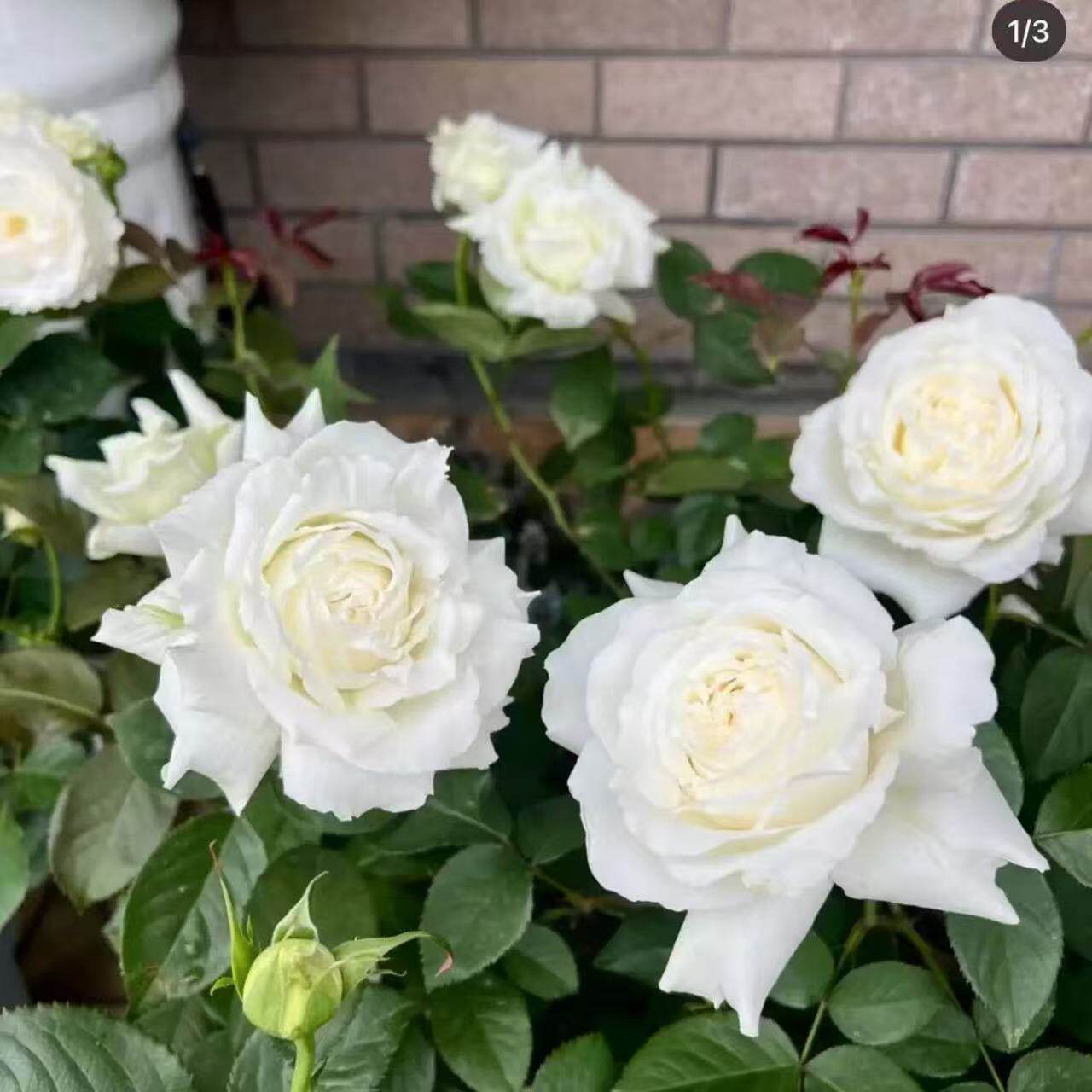 新品 保罗三世 月季花苗灌木大花浓香切花直立保罗二世芽变庭院