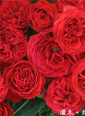 红色大花欧月红苹果多季开扦插灌木月季花苗阳台玫瑰花盆栽