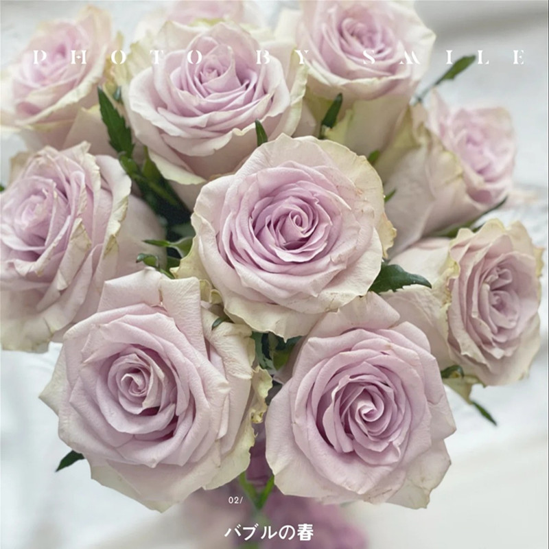 海洋之谜月季花苗大花多季开盆栽阳台玫瑰花庭院花卉勤花小苗