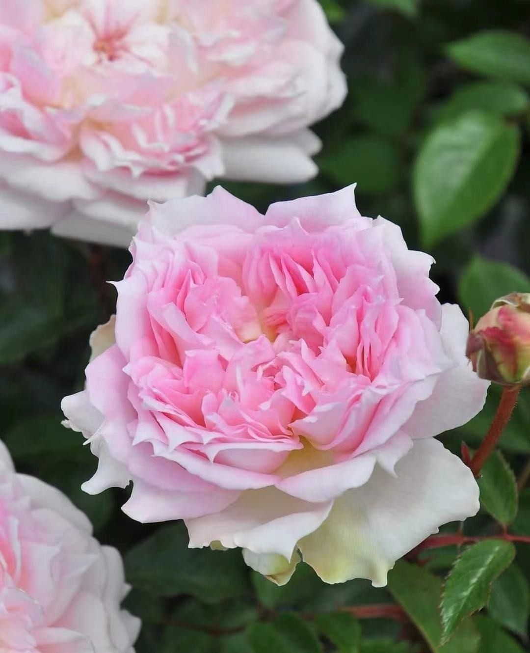 超新品【镂空/镂刻/光之窗月季小苗】灌木月季紫色浓香大花